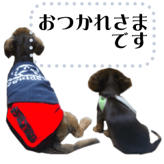dachs &dogs lover Daily life's stamp4