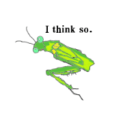 Every day of a mantis.