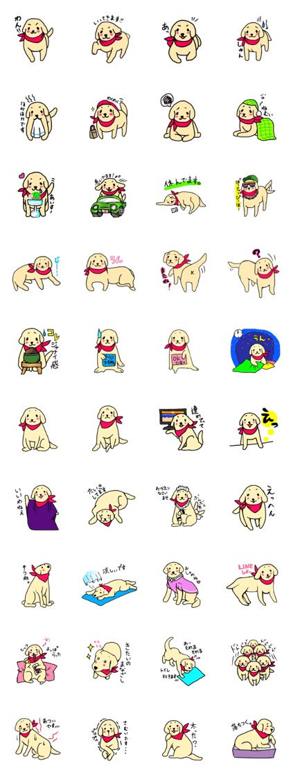 Golden Retriever PINKY