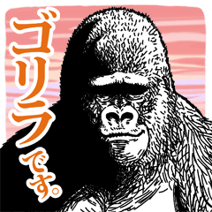 Gorilla gorilla gorilla 6