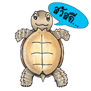 Sulcata tortoise