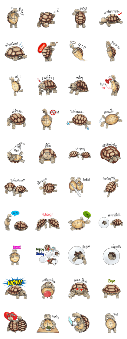 Sulcata tortoise