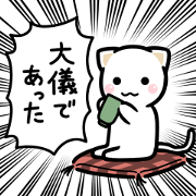 Cats focus on