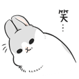 Machiko rabbit 3