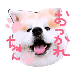 komugi_akitainu