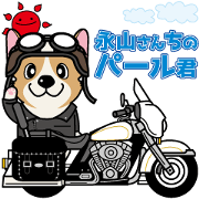 Welsh Corgi of Pearl-kun