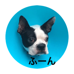 Boston Terrier HARU