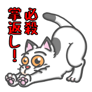 We have a cat!