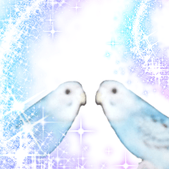 Twin parakeets sticker