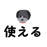 Half Chihuahua and poodle dog bisu Herr