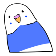 Popo-chan of budgerigar