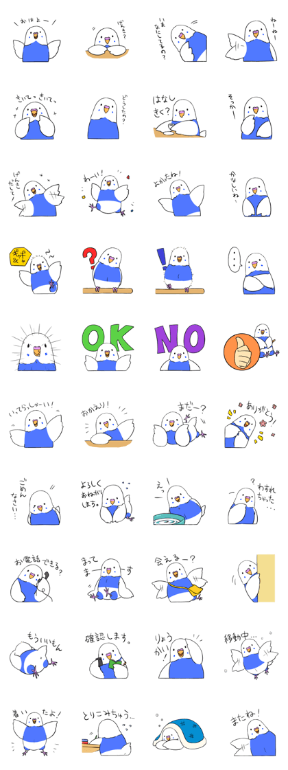Popo-chan of budgerigar