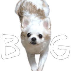 Tsundere Chihuahua BIG Sticker