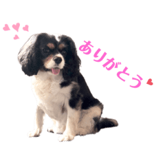 キャバリア Lineクリエイターズスタンプまとめ Stamplist