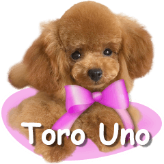 Toro, The Uno Family's toy poodle