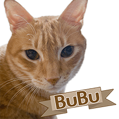 Grandma's cat BUBU