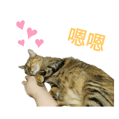 小虎妞妞－日常對話篇