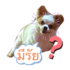 Butter the chihuahua