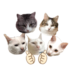 THE FIVE CATS