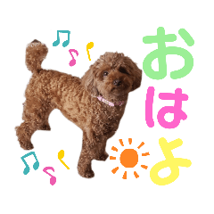 くっきー(犬)