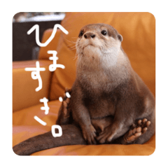 カワウソきなこ - LINE スタンプ | LINE STORE