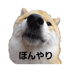 柴犬ころ(日常編)