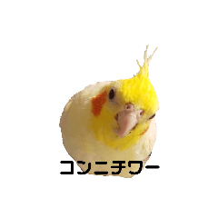 わが家のオカメインコchocobo