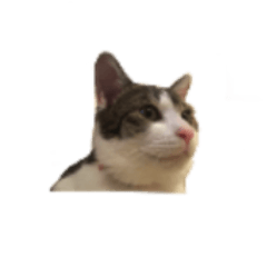 catstanpanime