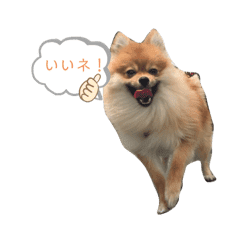 ポメラニアンのココア 柴犬カットのポメ Lineクリエイターズスタンプ Stamplist