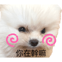 小棉花和棉花媽