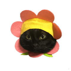 sweet pretty black cat