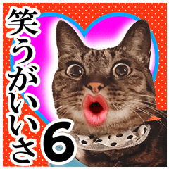 リアルキジトラ 笑える猫写真６ Line スタンプ Line Store