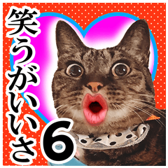 リアルキジトラ❤笑える猫写真６