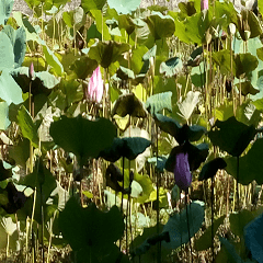 Lotus pond in summer