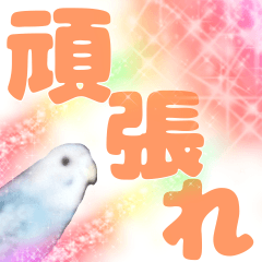 Parakeet Big letters
