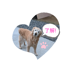 cherry_20200719174145