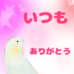 Cute parakeets Greeting