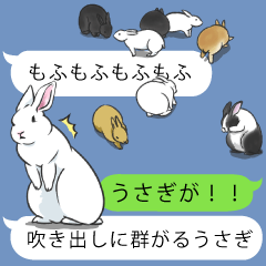 The group of the rabbit came