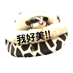 可愛いのフクロモモンガ