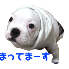 French bulldog harutostamp