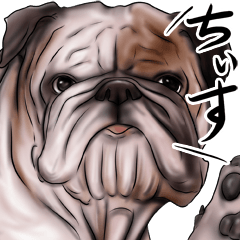 otyamena Pug and Bulldog