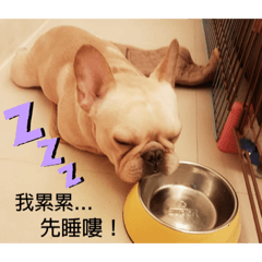 法國鬥牛財財❤️