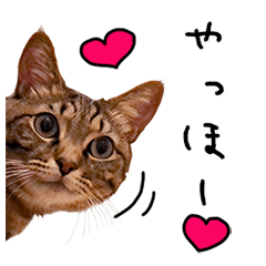Tora and Haruta Cat Photo Stamp 2