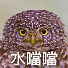 Owl Master