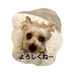 Yorkie CC 2