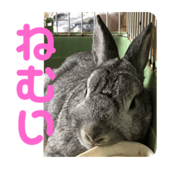 Matsu_20200721200343