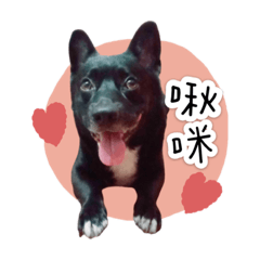 小短腿〜寶弟（二）