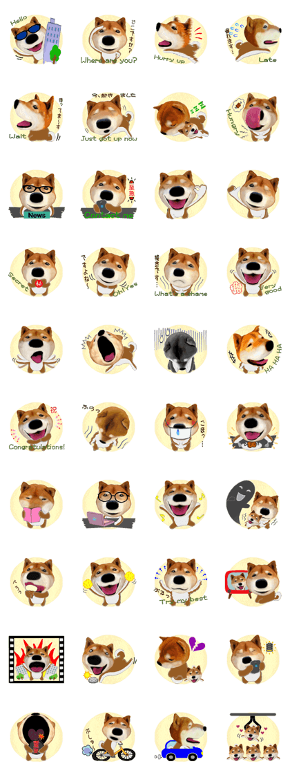 Kenta Shiba 2