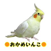 cawaii cockatiels