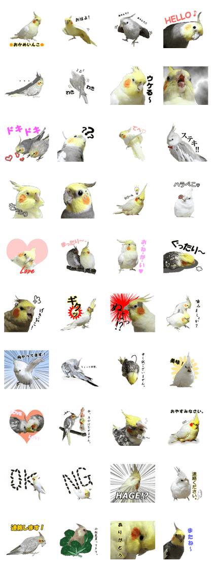 cawaii cockatiels